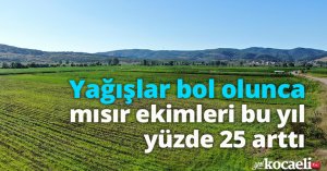 Yağışlar bol olunca mısır ekimleri bu yıl yüzde 25 arttı