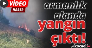 Kocaeli'de Ormanlık alanda yangın çıktı, söndürme çalışmaları devam ediyor