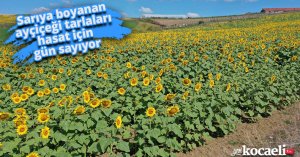 Sarıya boyanan ayçiçeği tarlaları hasat için gün sayıyor