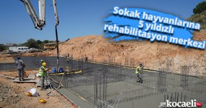 Sokak hayvanlarına 5 yıldızlı rehabilitasyon merkezi