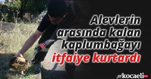 Alevlerin arasında kalan kaplumbağayı itfaiye kurtardı