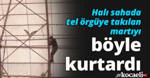 Halı sahada tel örgüye takılan martıyı böyle kurtardı