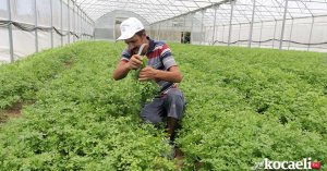 Büyükşehir'in kurduğu modern seralardaki verim üreticiyi sevindirdi