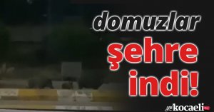 Kocaeli'de domuzlar şehre indi