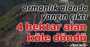 Kocaeli'de ormanlık alanda yangın çıktı, 4 hektar alan küle döndü