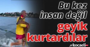 Bu kez insan değil geyik kurtardılar