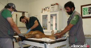 Kandıra sahillerinde kurtarılan Karaca’nın tedavisi devam ediyor