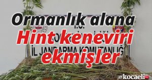 Ormanlık alana Hint keneviri ekmişler