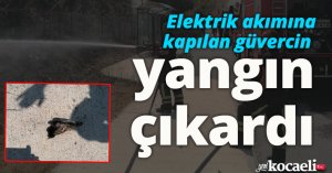 Elektrik akımına kapılan güvercin ağaçlık alanda yangın çıkardı