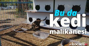 Bu da kedi malikânesi