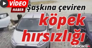 Şaşkına çeviren köpek hırsızlığı