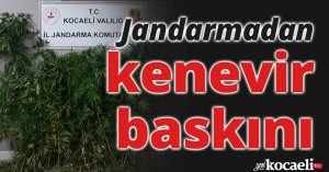 Tarlalarına kenevir eken şahıslara jandarma operasyonu