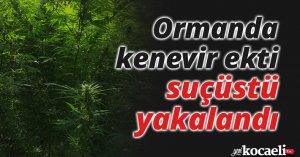 Ormanda kenevir ekti, suçüstü yakalandı