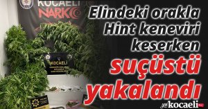 Elindeki orakla Hint keneviri keserken suçüstü yakalandı