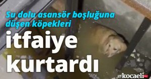 Su dolu asansör boşluğuna düşen köpekleri itfaiye kurtardı