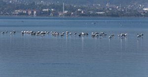 Bu güzelliği görmelisiniz   