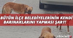 BÜTÜN İLÇE BELEDİYELERİNİN KENDİ BARINAKLARINI YAPMASI ŞART