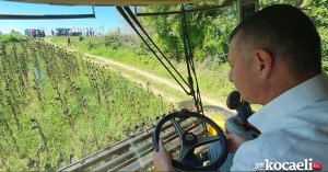 Başkan Büyükakın ayçiçeği hasadı yaptı   