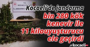 Kocaeli'de jandarma bin 280 kök kenevir ile 11 kilo uyuşturucu ele geçirdi