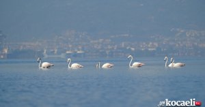 Onlar İzmit Körfezi'nin sevimli misafirleri