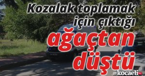 Kozalak toplamak için çıktığı ağaçtan düştü