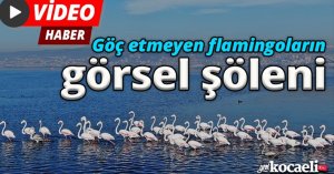 Göç etmeyen flamingoların görsel şöleni