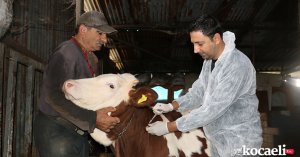 Körfez Belediyesi'nden, hayvan besicilerine önemli destek