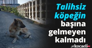 Talihsiz köpeğin başına gelmeyen kalmadı