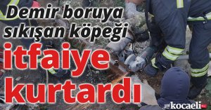 Demir boruya sıkışan köpeği itfaiye kurtardı