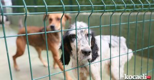 Can Dostlarımız Bize Emanet