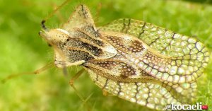 Büyükşehir: Meşe dantel böceği zararsızdır