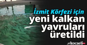 İzmit Körfezi için yeni kalkan yavruları üretildi