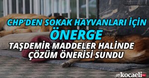 CHP'DEN SOKAK HAYVANLARI İÇİN ÖNERGE, TAŞDEMİR MADDELER HALİNDE ÇÖZÜM ÖNERİSİ SUNDU 