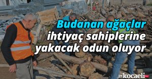 Budanan ağaçlar ihtiyaç sahiplerine yakacak odun oluyor