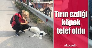 Tırın ezdiği köpek telef oldu, mahalle sakinleri gözyaşlarını tutamadı