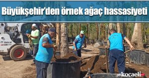 Büyükşehir’den örnek ağaç hassasiyeti