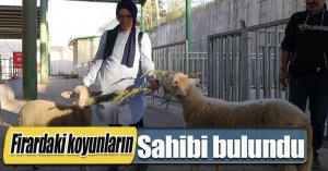 Firardaki koyunların sahibi bulundu