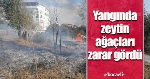 Yangında zeytin ağaçları zarar gördü