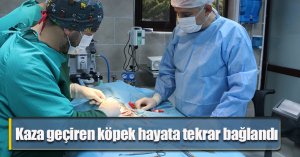 Kaza geçiren köpek hayata tekrar bağlandı