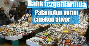  Balık tezgahlarında palamutun yerini çinekop alıyor