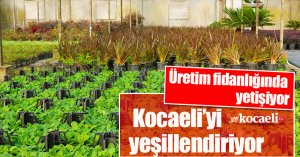 Üretim fidanlığında yetişiyor Kocaeli’yi yeşillendiriyor