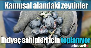 Kamusal alandaki zeytinler ihtiyaç sahipleri için toplanıyor