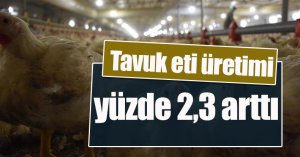 Tavuk eti üretimi yüzde 2,3 arttı