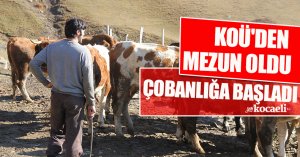 KOÜ'DEN MEZUN OLDU ÇOBANLIĞA BAŞLADI 