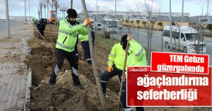 TEM Gebze güzergahında ağaçlandırma seferberliği