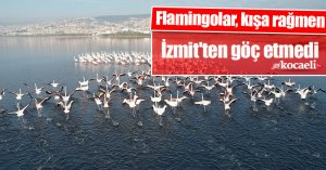 Flamingolar, kışa rağmen İzmit'ten göç etmedi