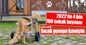 2022’de 4 bin 700 sokak hayvanı sıcak yuvaya kavuştu