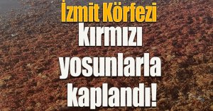 İzmit Körfezi kırmızı yosunlarla kaplandı!