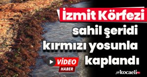İzmit Körfezi sahil şeridi kırmızı yosunla kaplandı