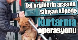 Tel örgülerin arasına sıkışan köpeğe kurtarma operasyonu